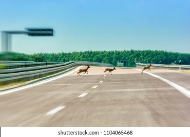 Deer run over an empty highway
