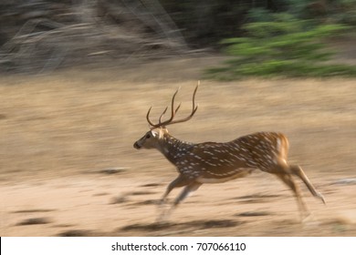 Deer Run For Survival From Leopard