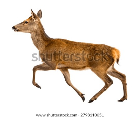 Deer Running Fast in Dynamic Action Pose, Ultra Realistic, Isolated on White Background.