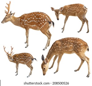 Deer Set Isolated On White Background 