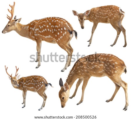 Deer set isolated on white background 