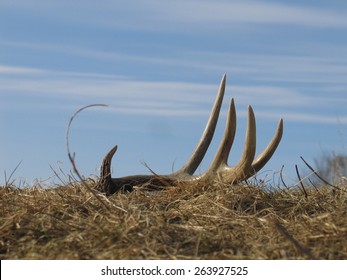  Deer Shed Antler