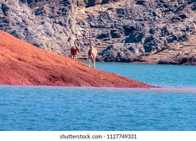 Deer at the shore