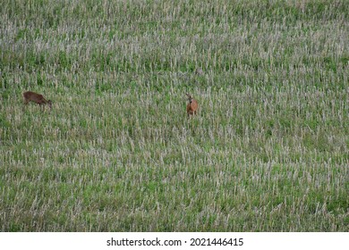 Deer In A Short Grass Field After Grain Harvest