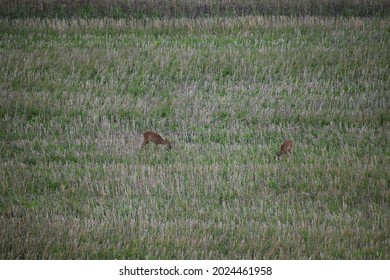 Deer In A Short Grass Field After Grain Harvest