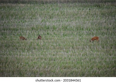 Deer In A Short Grass Field After Grain Harvest