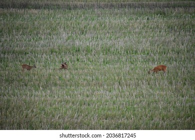 Deer In A Short Grass Field After Grain Harvest