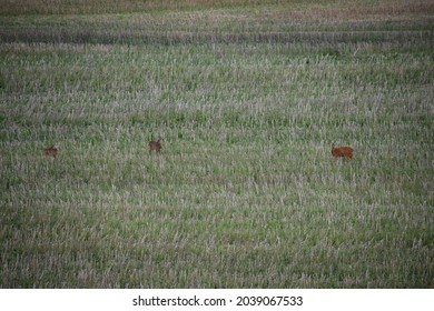 Deer In A Short Grass Field After Grain Harvest