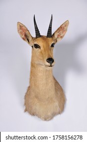 Deer Shoulder Mount Taxidermy On A White Background