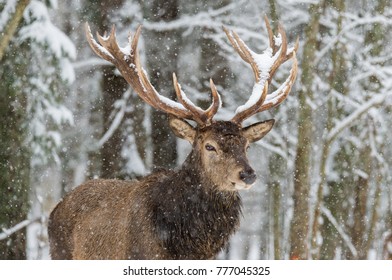 Deer. Single Adult Noble Deer Stag With Big Beautiful Horns On Snowy Field At Forest Background. European Wildlife Landscape With Snow And Stag With Big Antlers. Portrait Of Lonely Adult Horned Stag.