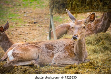 Deer Sitting Down