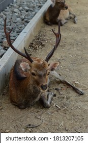 A deer sitting down under a tree in the middle of summer