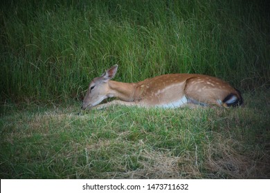 Deer Sitting In The Grass