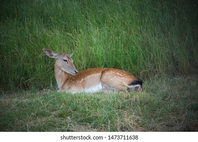 Deer Sitting In The Grass