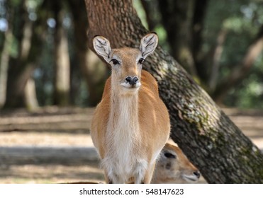 Deer Sitting Near The Tree