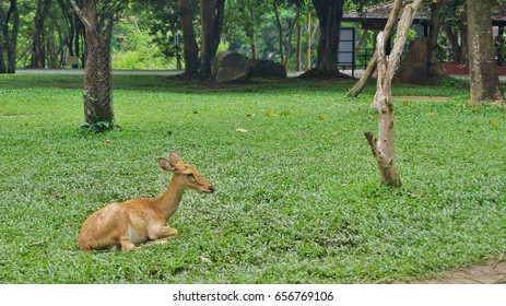 Deer Sitting On Grass