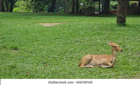 Deer Sitting On Grass