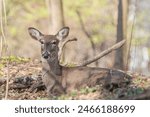 Deer Sitting in the Woods