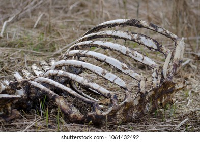 Decaying Western Carcass Rib Cage Desert Stock Photo 443962993 ...