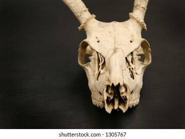 Deer Skull