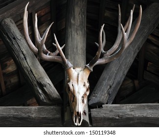 Deer Skull