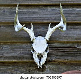 Deer Skull