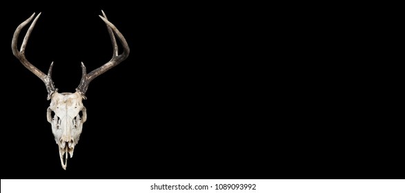 5,421 Deer Skull Stock Photos, Images & Photography | Shutterstock