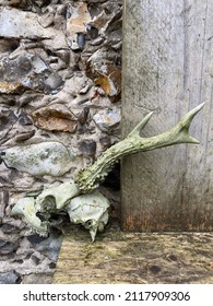 Deer skull with flint wall and wooden background