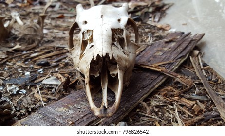 Deer Skull Laying On Broken Down Stock Photo 796826542 | Shutterstock