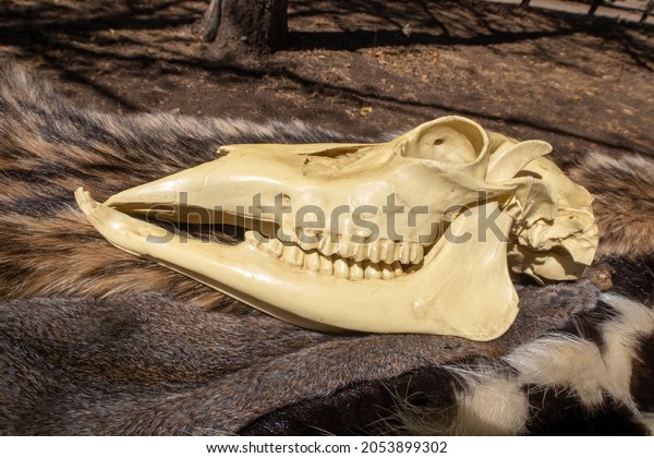 A Deer Skull Showing the Nasal Cavities, Teeth\
and Eye Sockets on a Deerskin\
