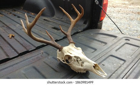 Deer Skull Sitting On A Truck Bed