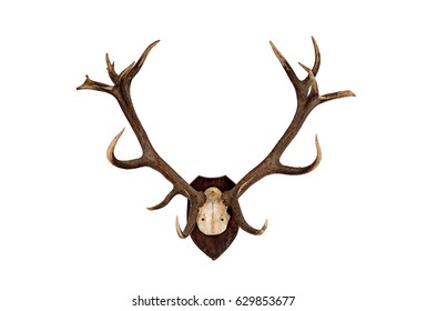 deer skull trophy isolated - Powered by Shutterstock