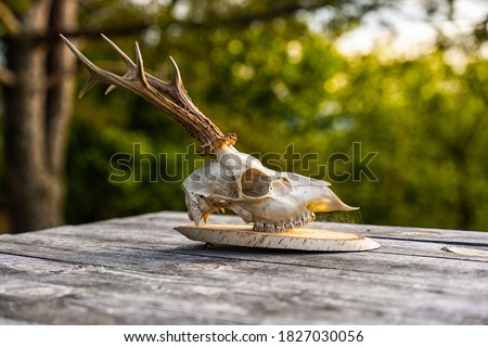 Deer skull trophy on a wooden table during sunset