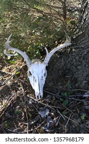 deer skull under cedar tree and maple tree