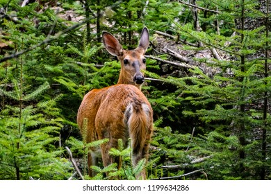 Deer, Sleeping Giant Provincial Park