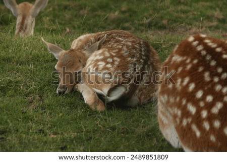 deer sleeping in the grass