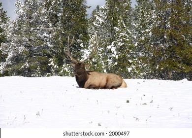 deer in snow
