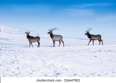 Deer In The Snow