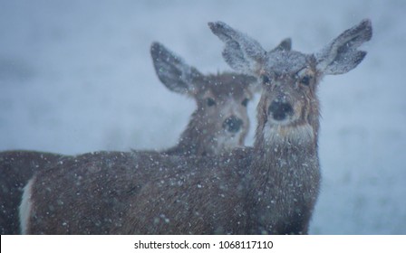 Deer In Snow Near Helena Montana 