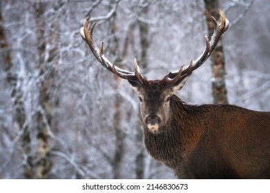 Deer in the snowy forrest. Deer in evening forest, after sunset winter time, snow and blurry background