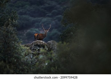 Deer from Spain in Sierra de Andujar mountain. Rutting season Red deer, majestic powerful animal outside the wood, big animal in forest habitat. Wildlife scene, nature. Dark evening in the forest.