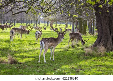Deer Spotted In Phoenix Park, Dublin