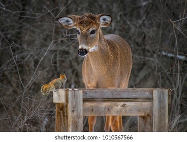 Deer And Squirrel In Deep Conversation