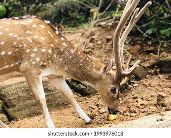 Deer Sri Lanka Trincomalee Koneswaram Temple