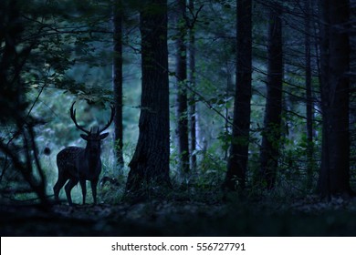 Deer Stag Standing In The Natural Night Forest.