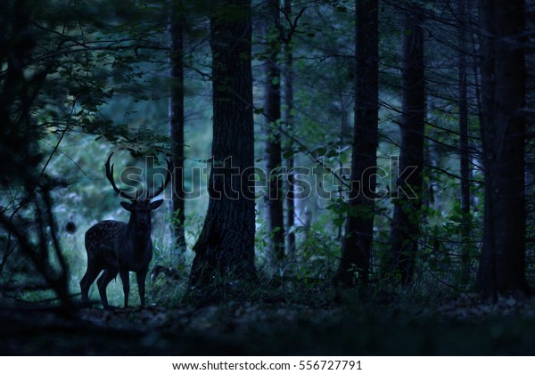 Deer Stag\
standing in the natural Night\
Forest.