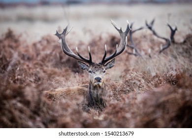 Deer Stalking In The Woods