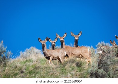 Deer Stand In The Hills