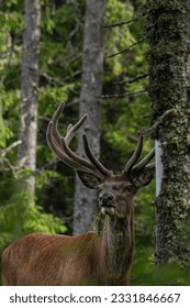 Deer standing behind a tree