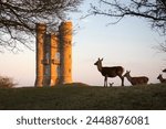 Deer standing below Broadway Tower, Broadway, The Cotswolds, Worcestershire, England, United Kingdom, Europe